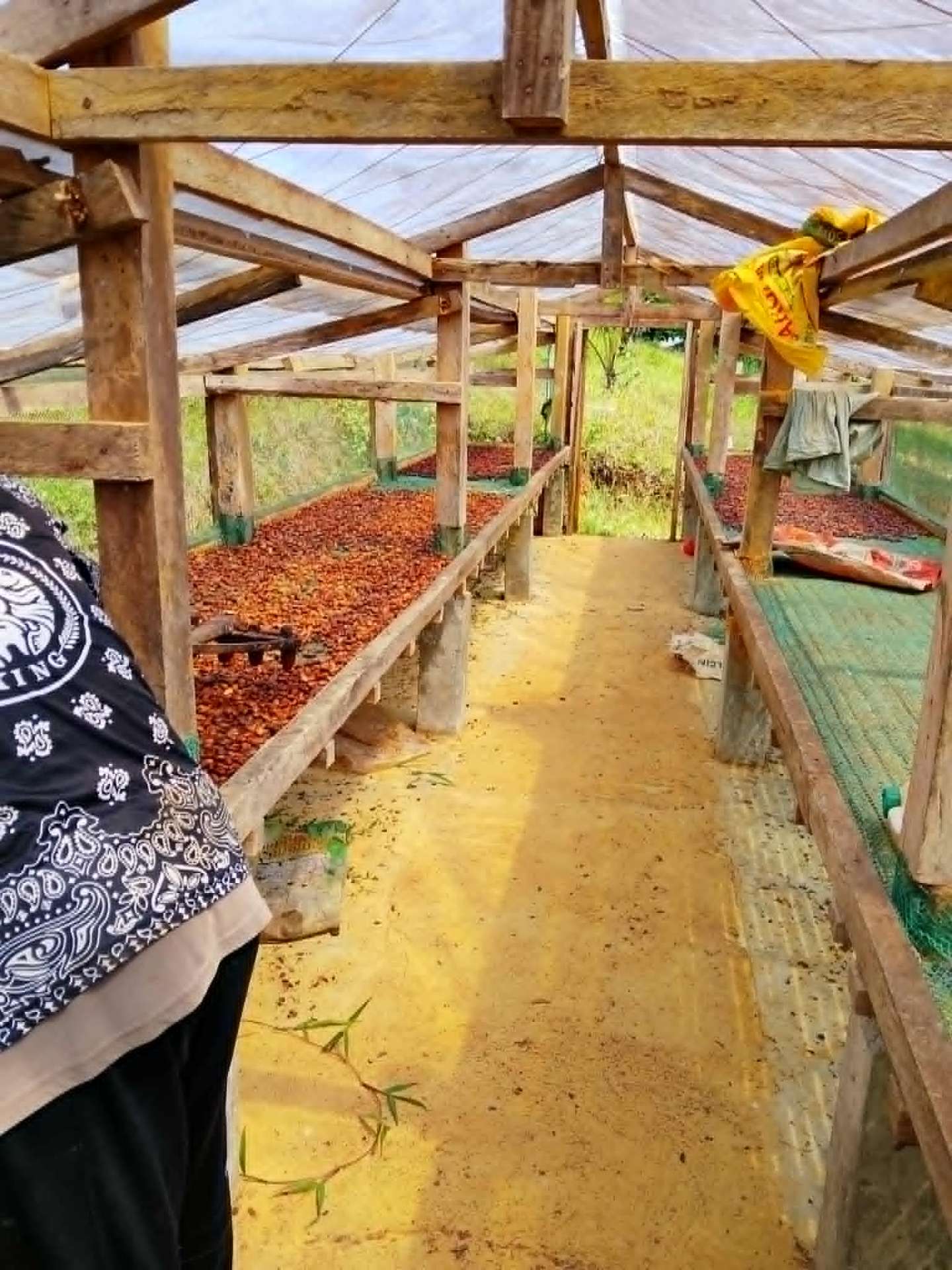 Cacao beans drying on mesh tables inside the MIFAMCO solar dryer