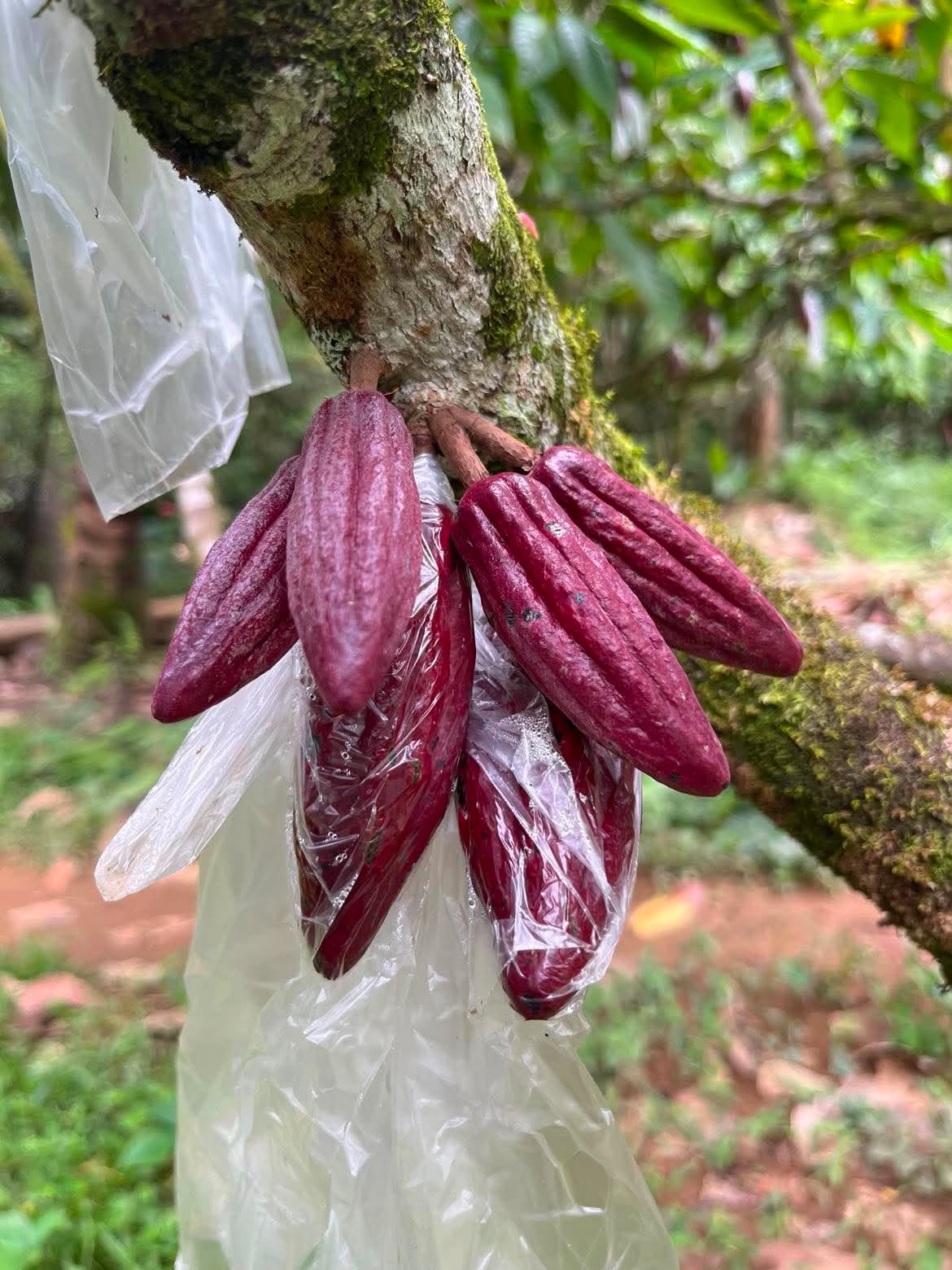 Cacao pods growing on a tree trunk at the MIFAMCO demo farm